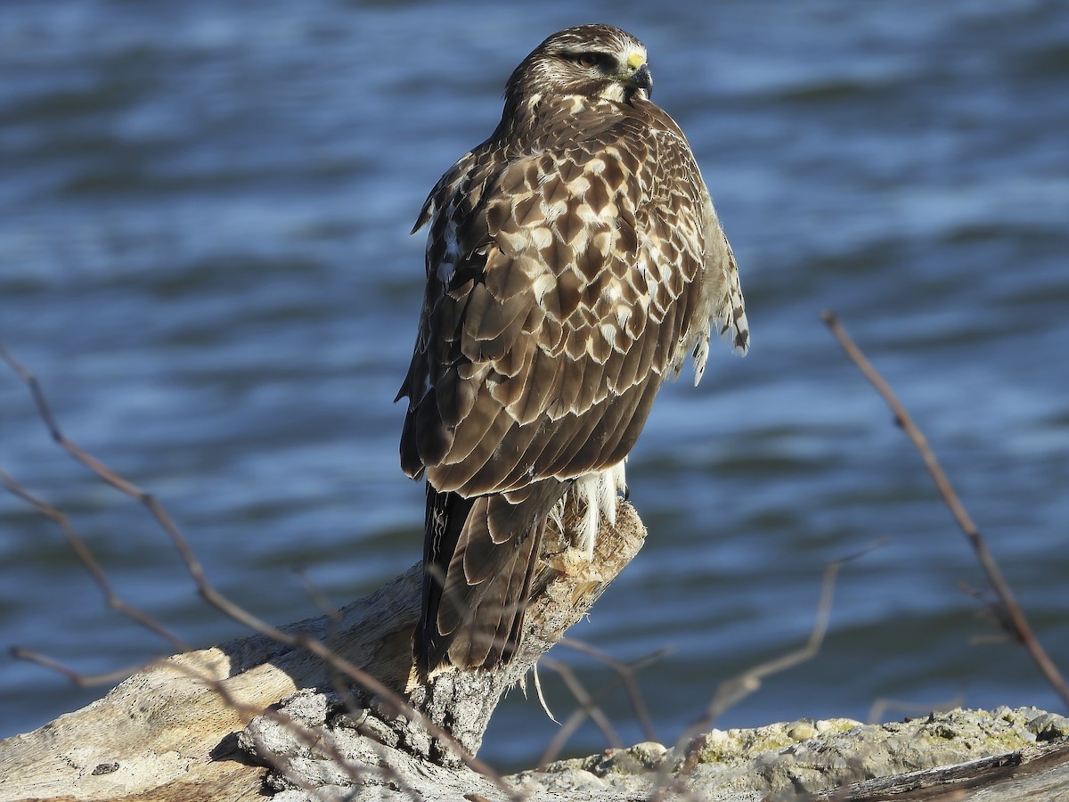 Swainson's Hawk - ML522044301