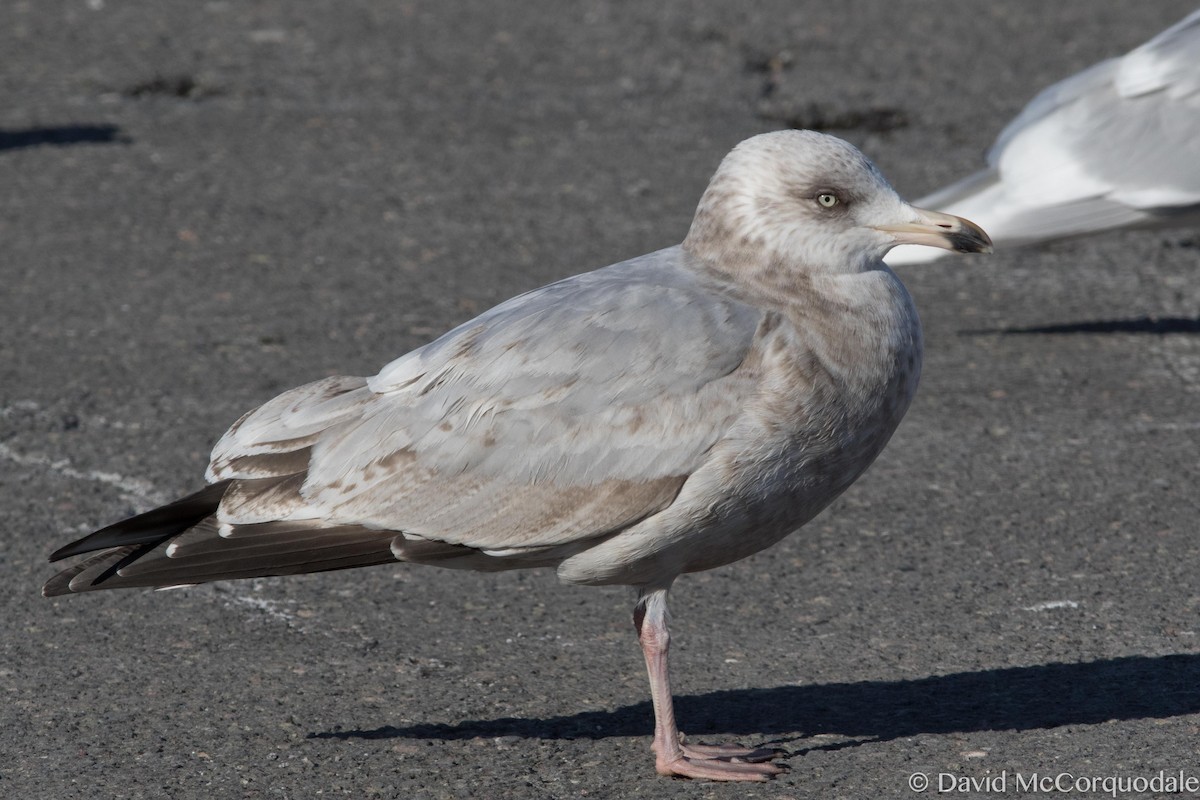 racek stříbřitý (ssp. smithsonianus) - ML52204451