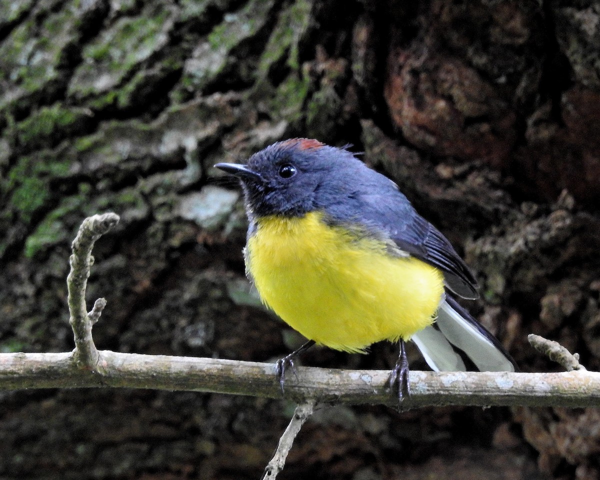 Slate-throated Redstart - ML522044891