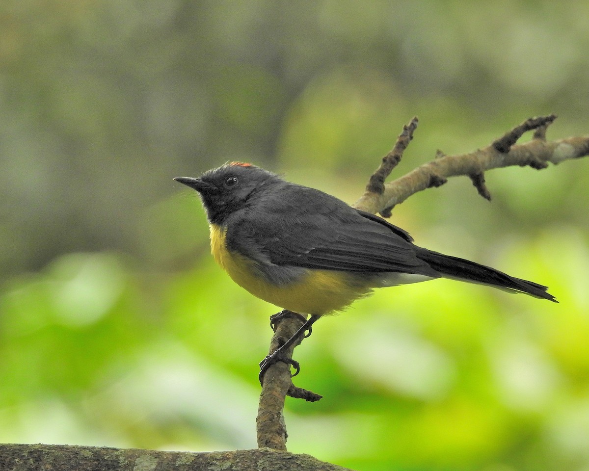 Slate-throated Redstart - ML522044901