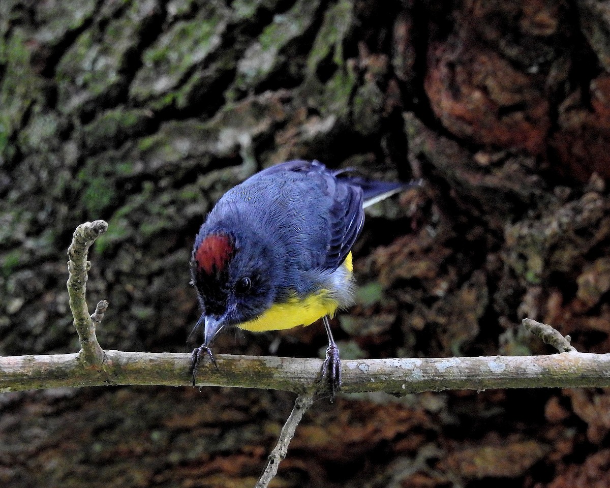 Slate-throated Redstart - ML522045111