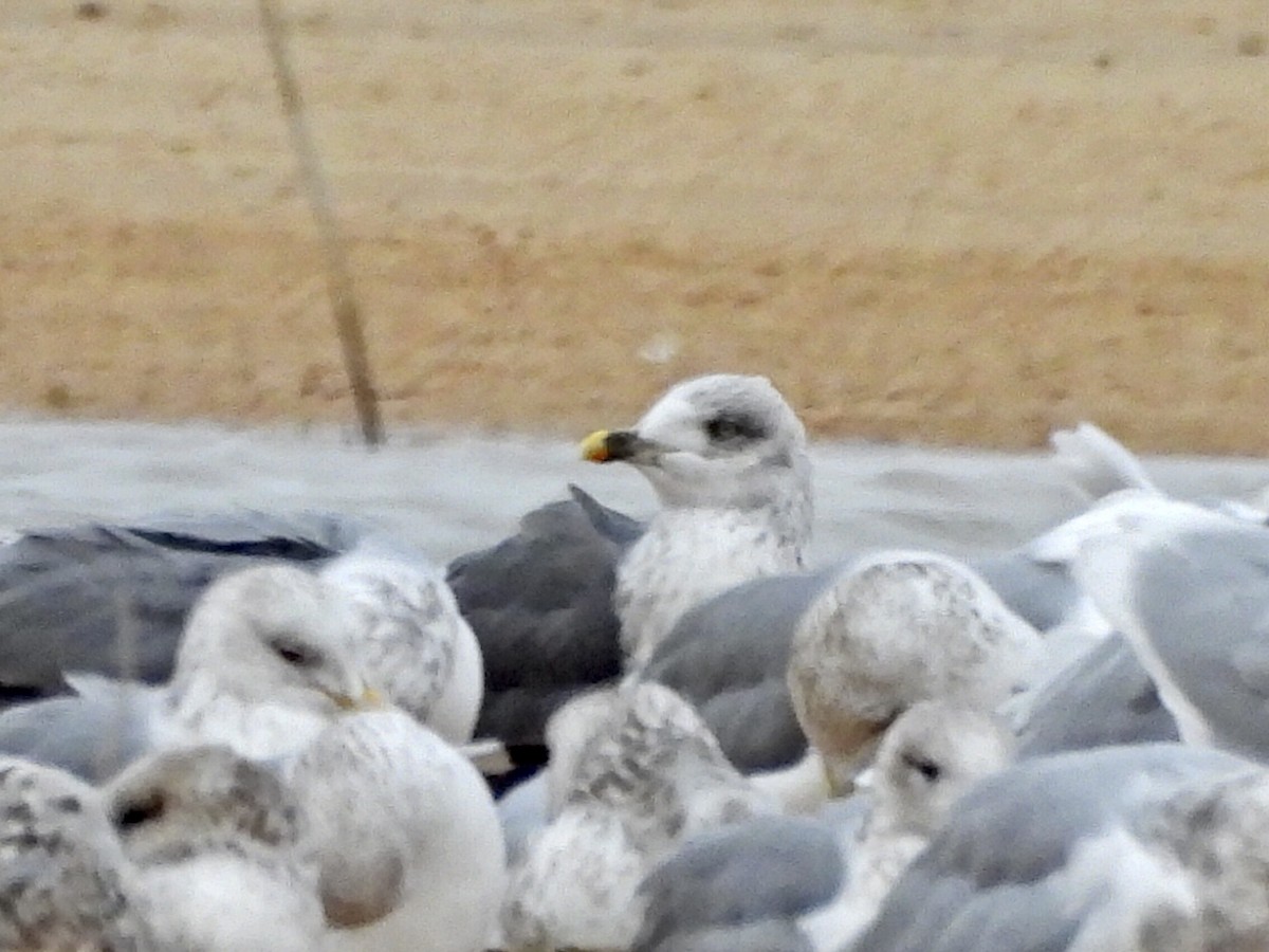 Lesser Black-backed Gull - ML522046531