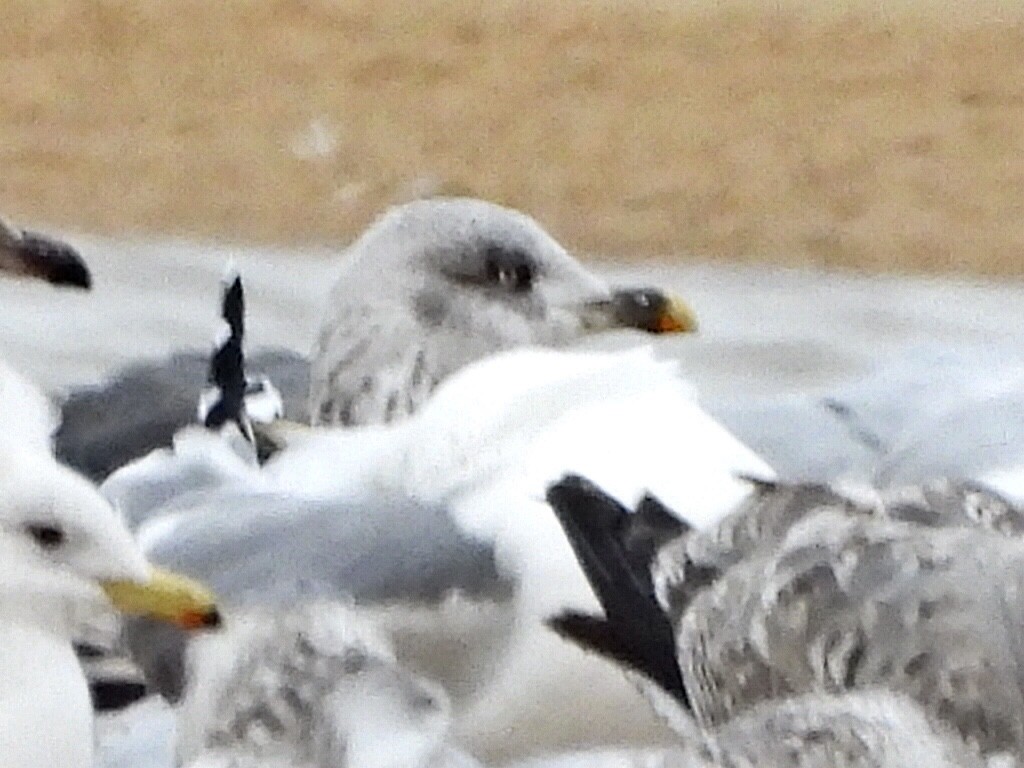 Lesser Black-backed Gull - ML522046541