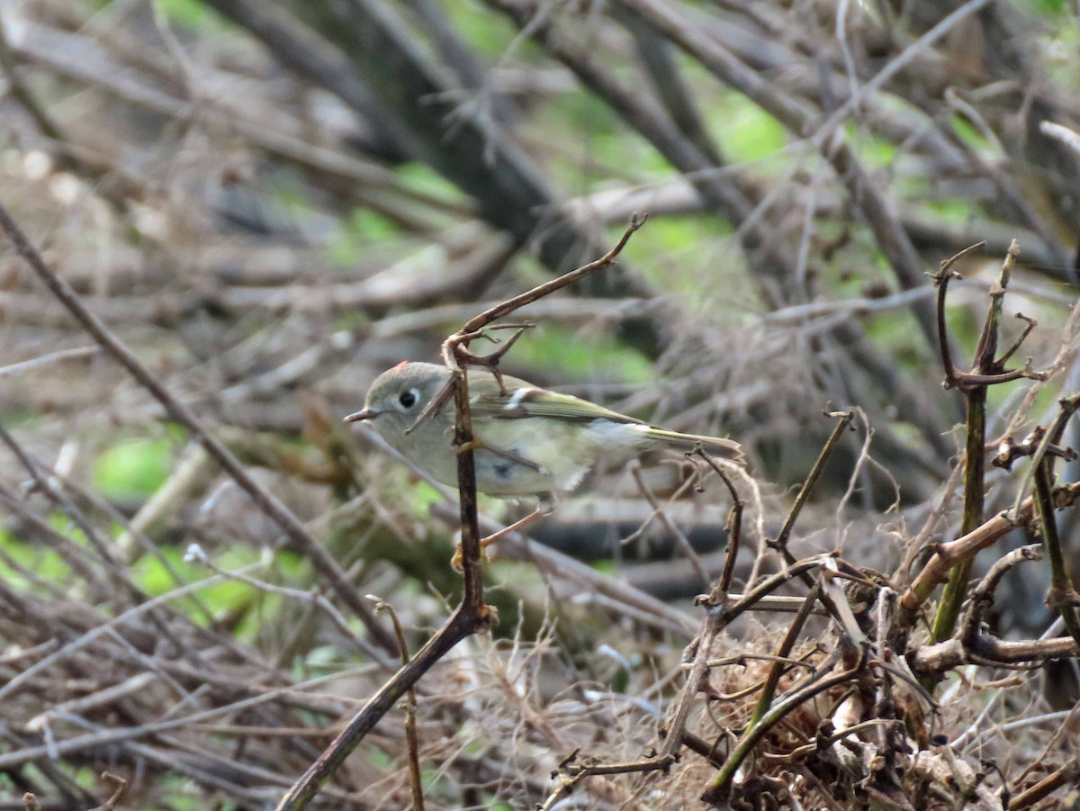 Ruby-crowned Kinglet - ML522046811