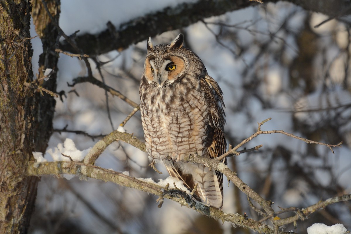 Long-eared Owl - Isaac Hosch