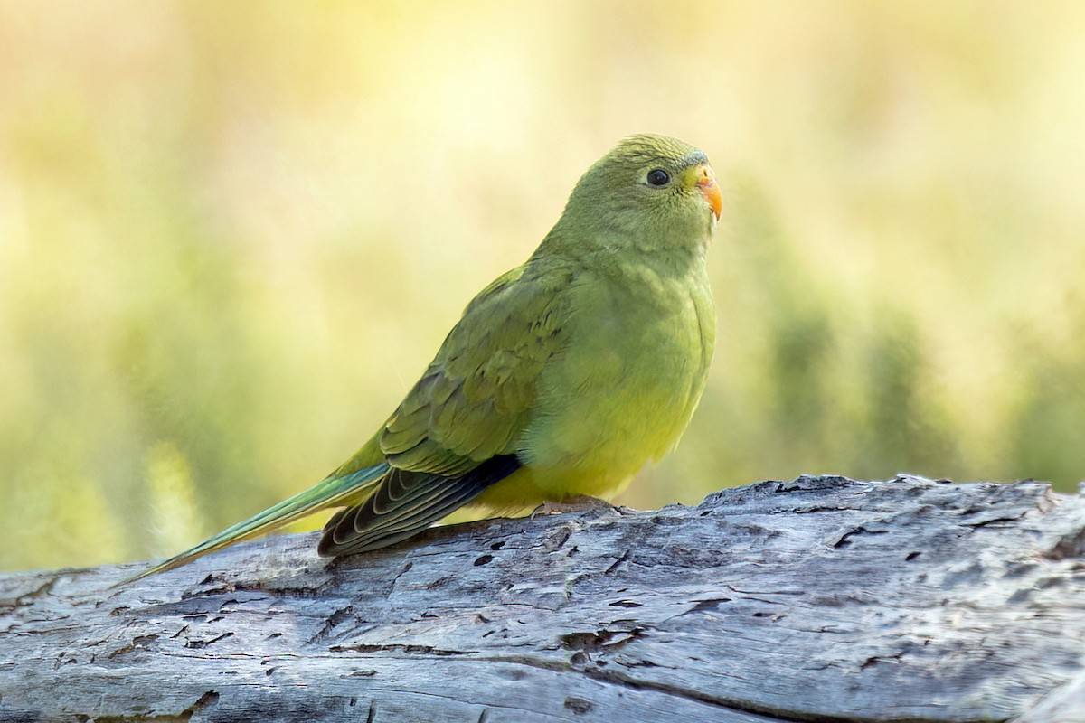 Elegant Parrot - David Irving