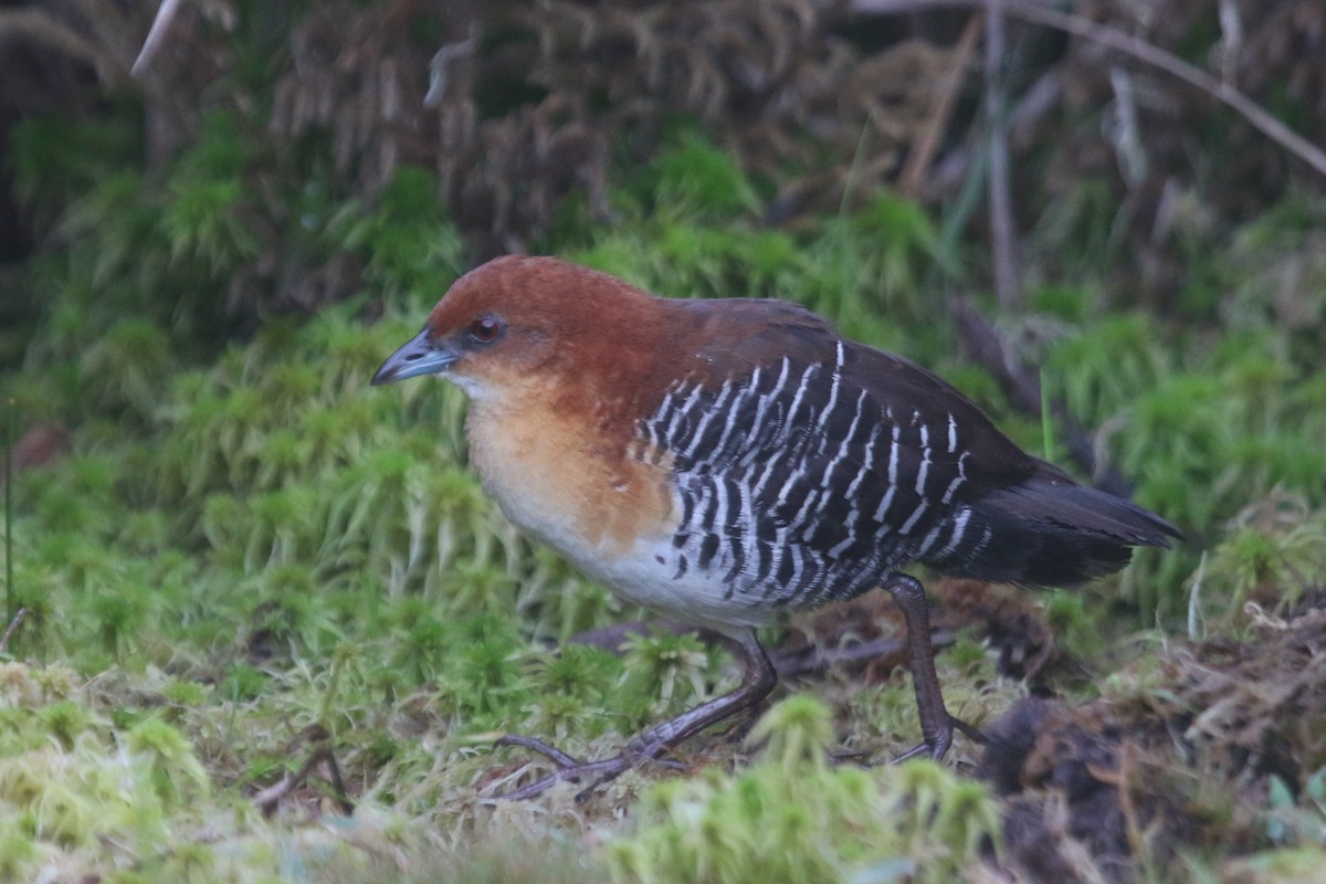 Rufous-faced Crake - ML522048651