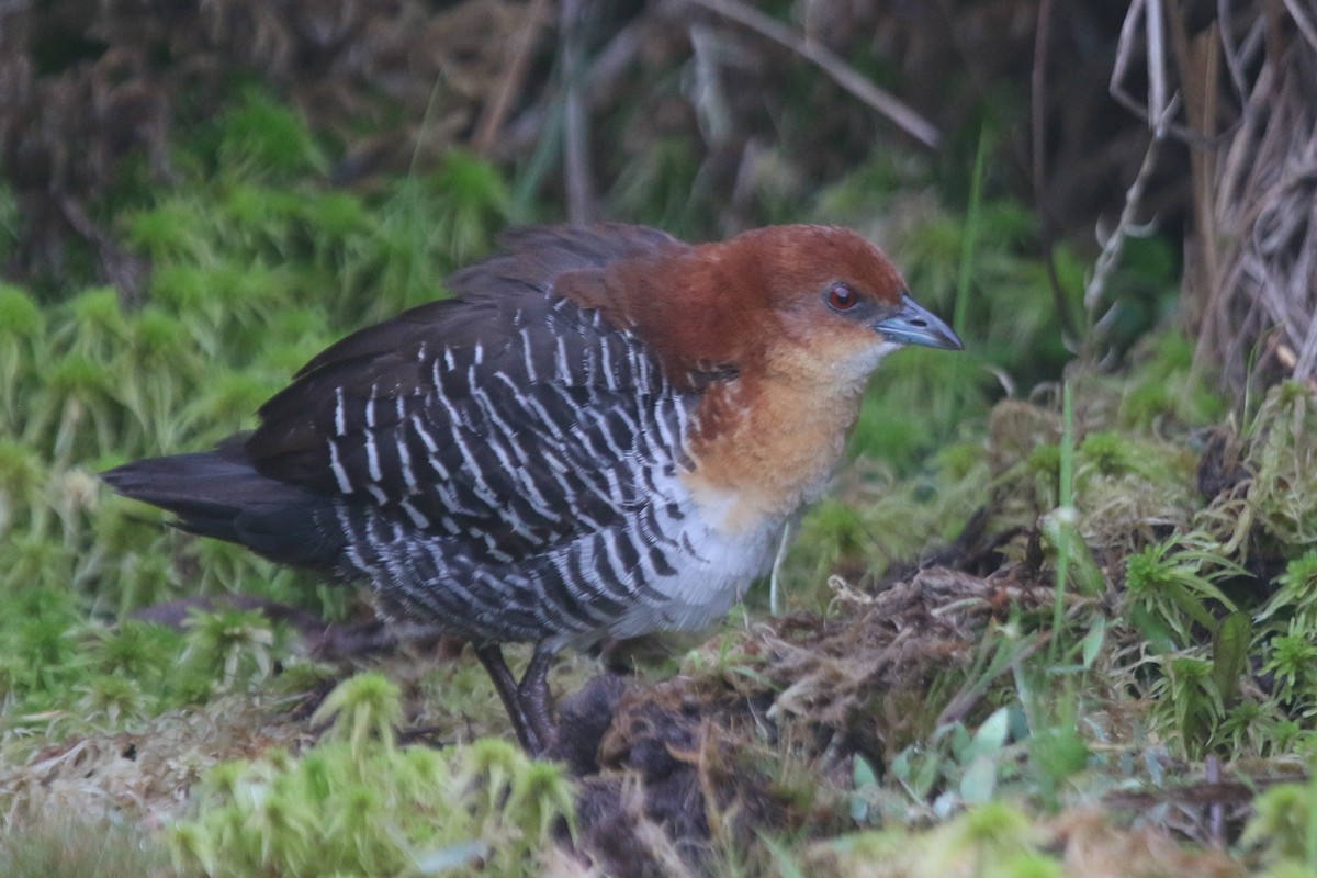 Rufous-faced Crake - ML522048671