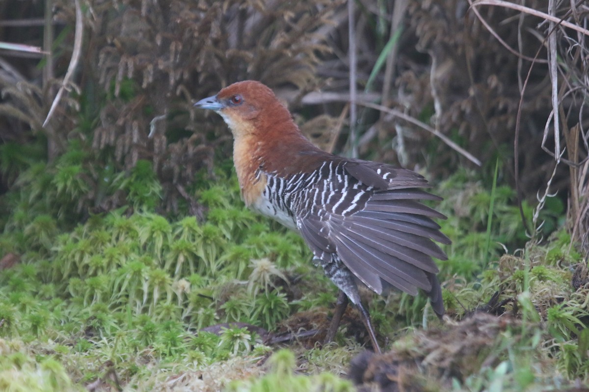 Rufous-faced Crake - ML522048741