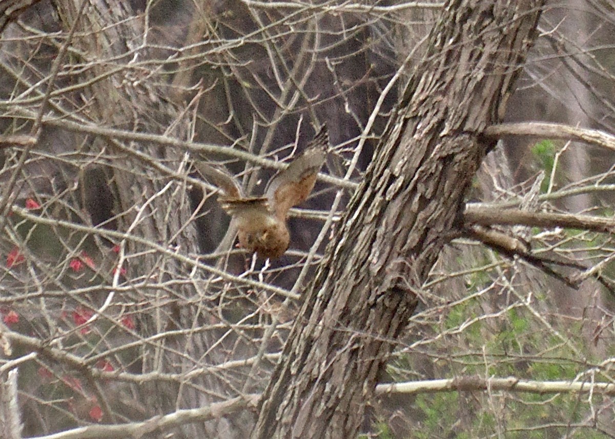 Sharp-shinned Hawk - ML52204991