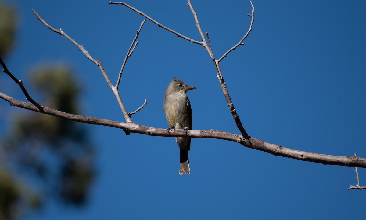 Greater Pewee - ML522049911