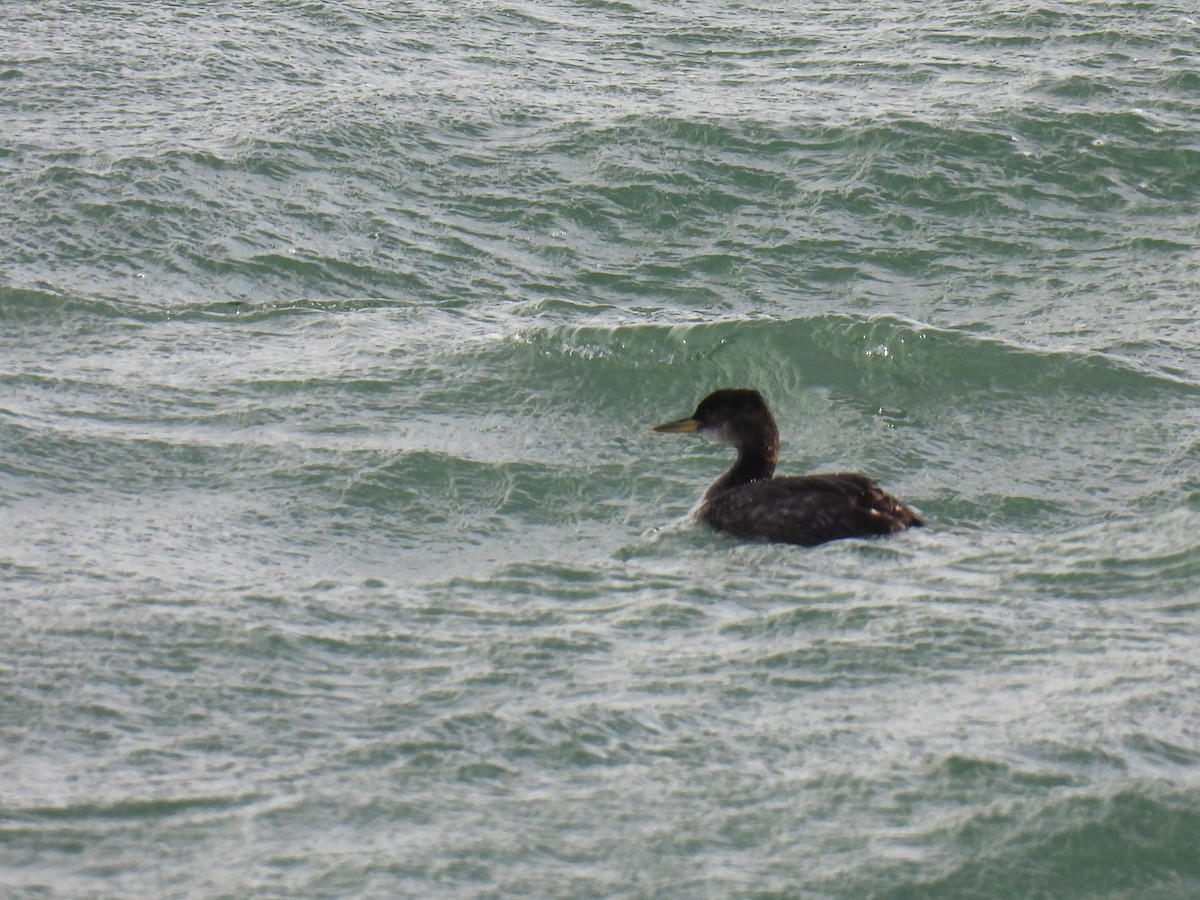 Red-necked Grebe - ML522050191