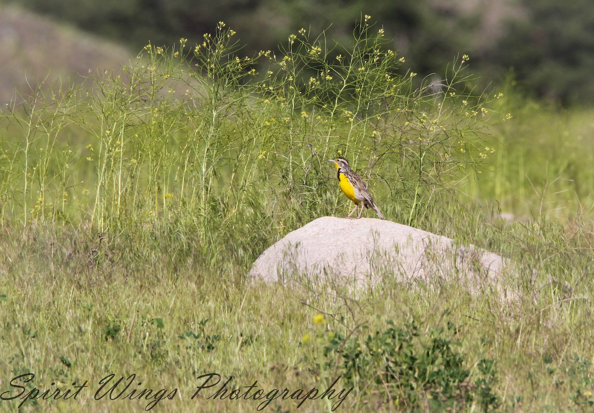 Western Meadowlark - ML522052241