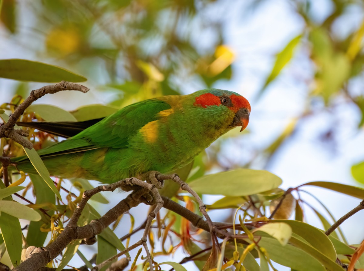 Musk Lorikeet - ML522053731