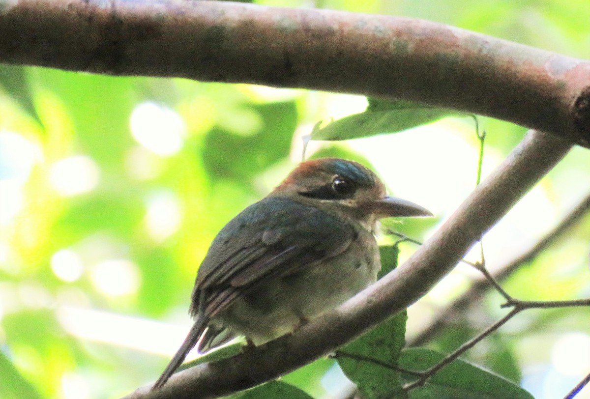 Tody Motmot - ML522054101