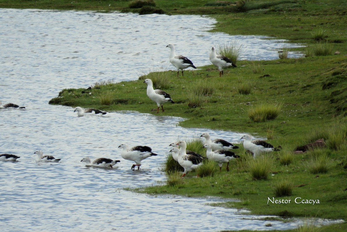 Andean Goose - ML52205411