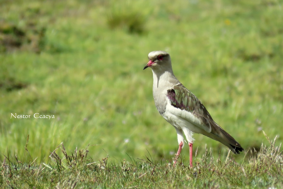 Andean Lapwing - ML52205471