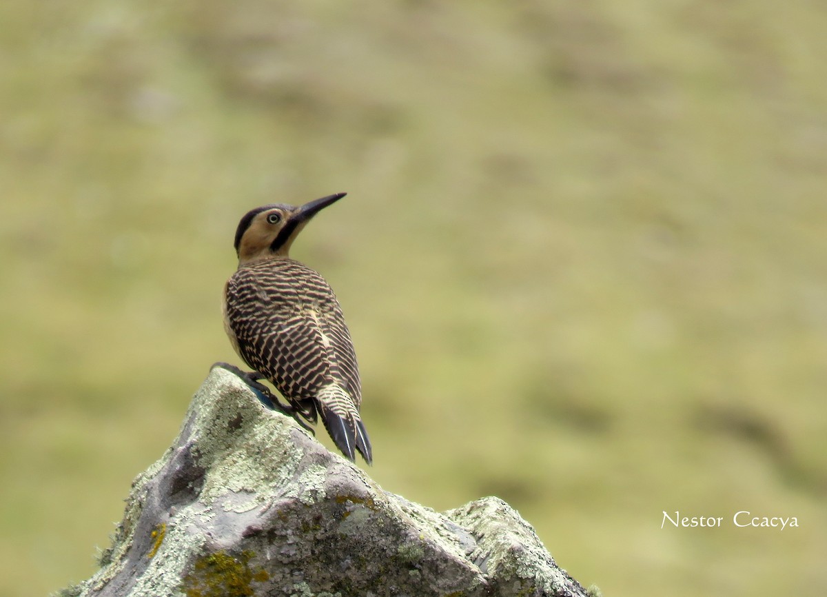 Andean Flicker - ML52205521