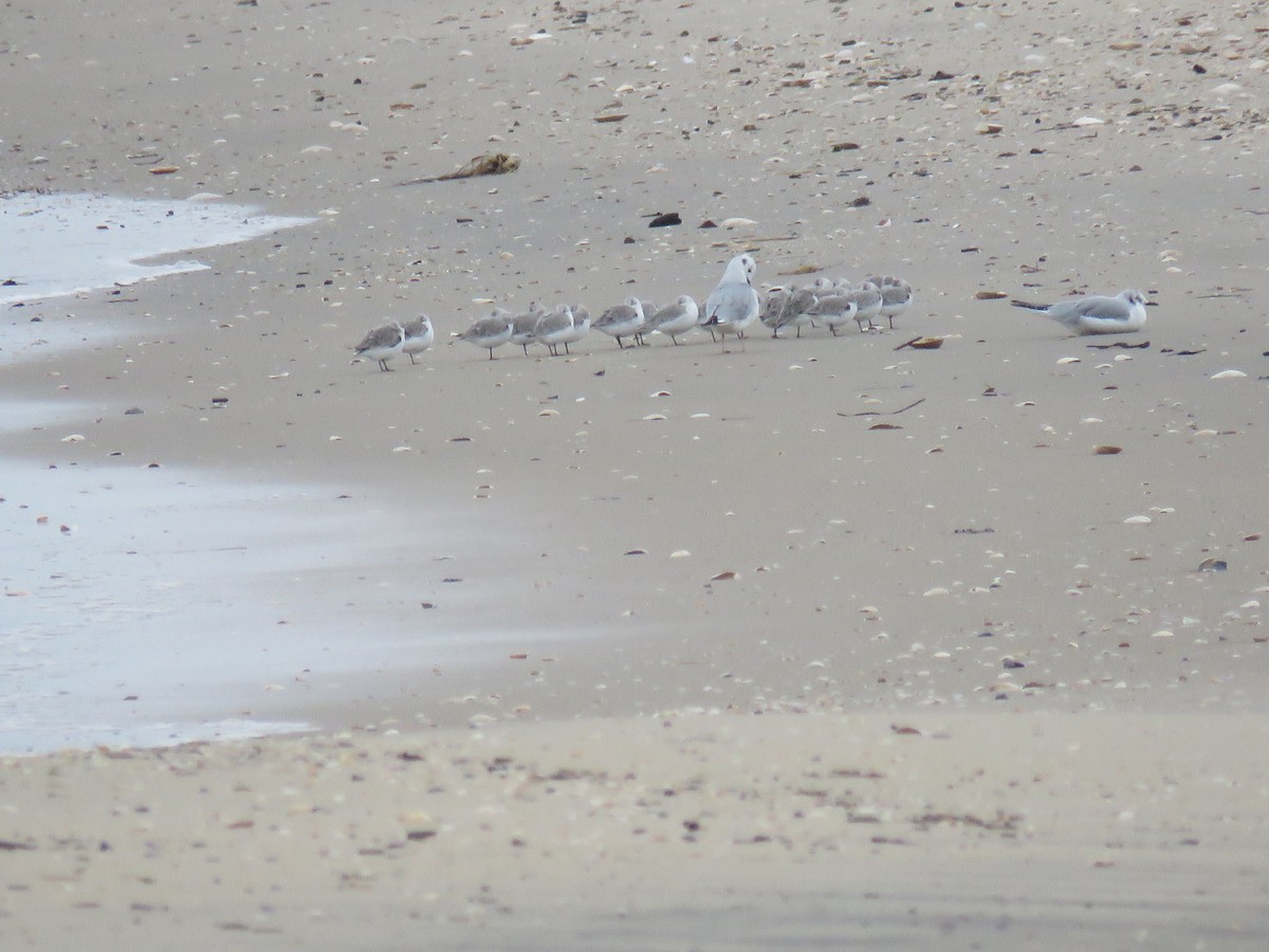 Bécasseau sanderling - ML522057471