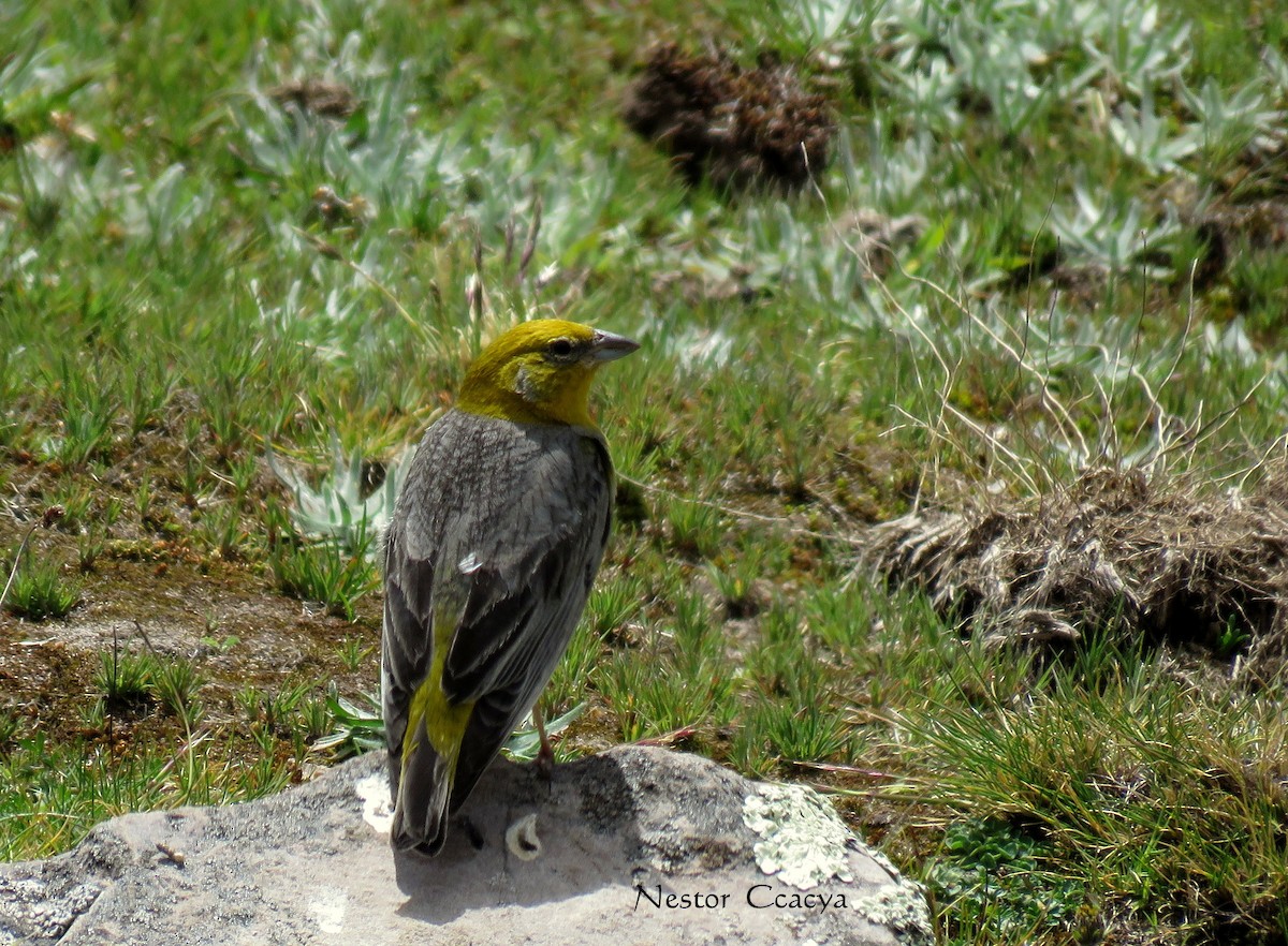 Bright-rumped Yellow-Finch - ML52205761