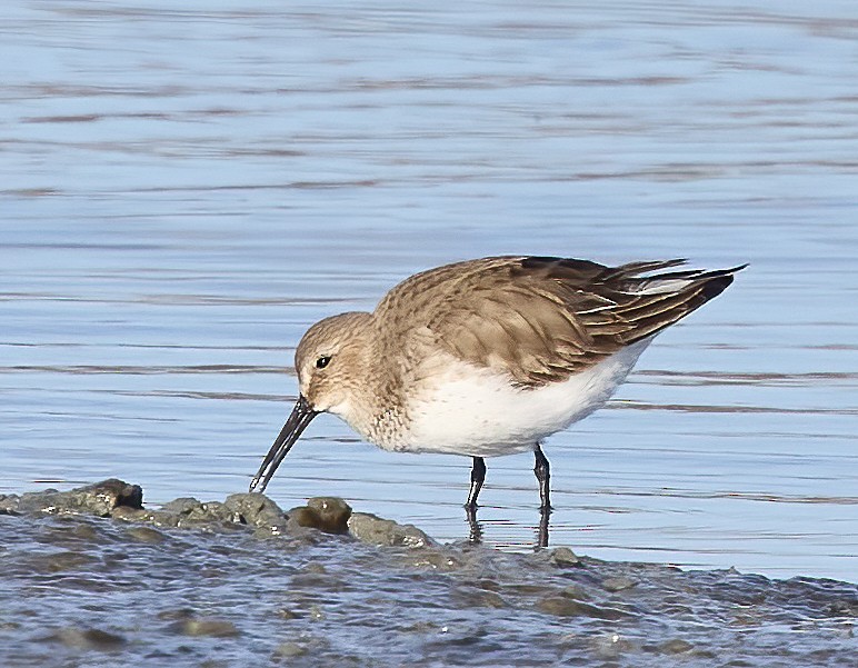 Dunlin - ML522057801