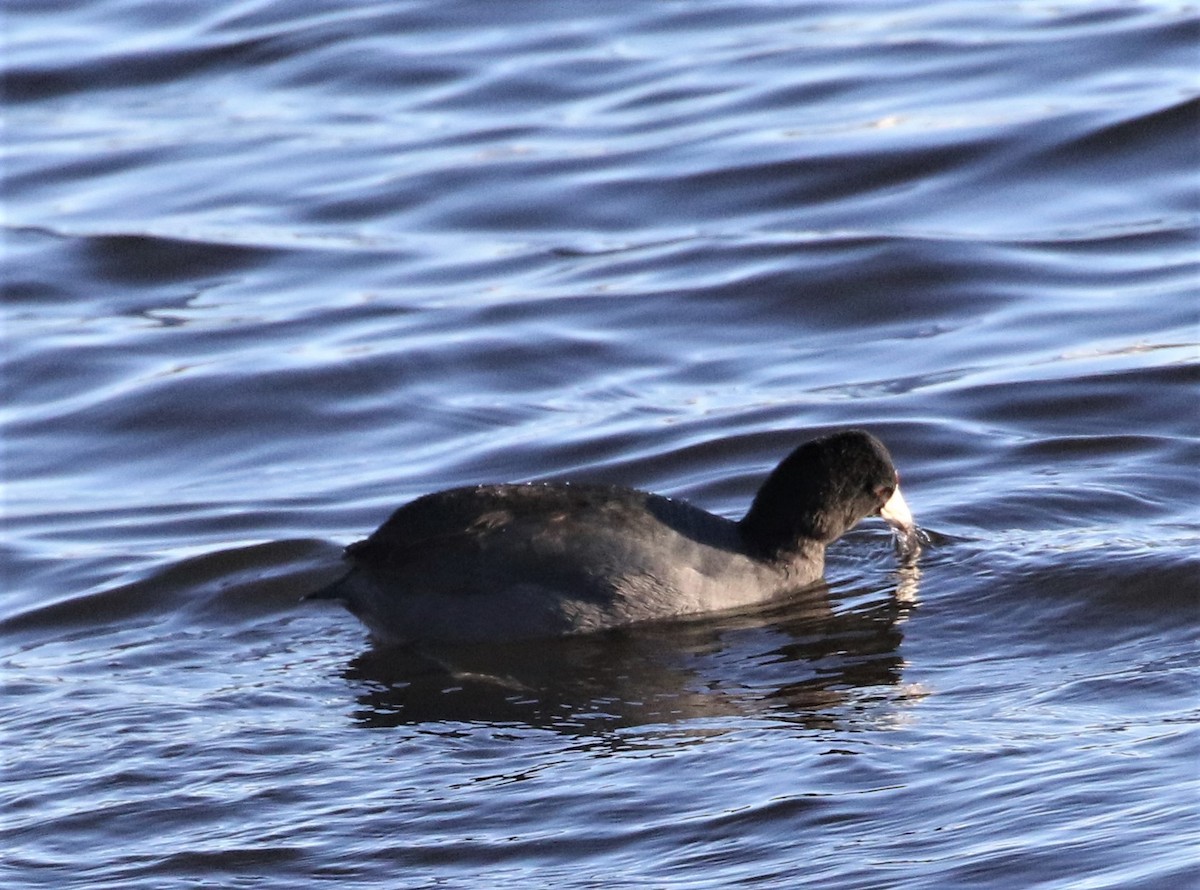 American Coot - Bob  Crowley