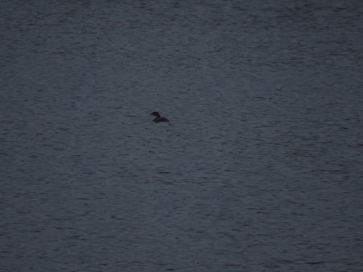 Pied-billed Grebe - ML522058261