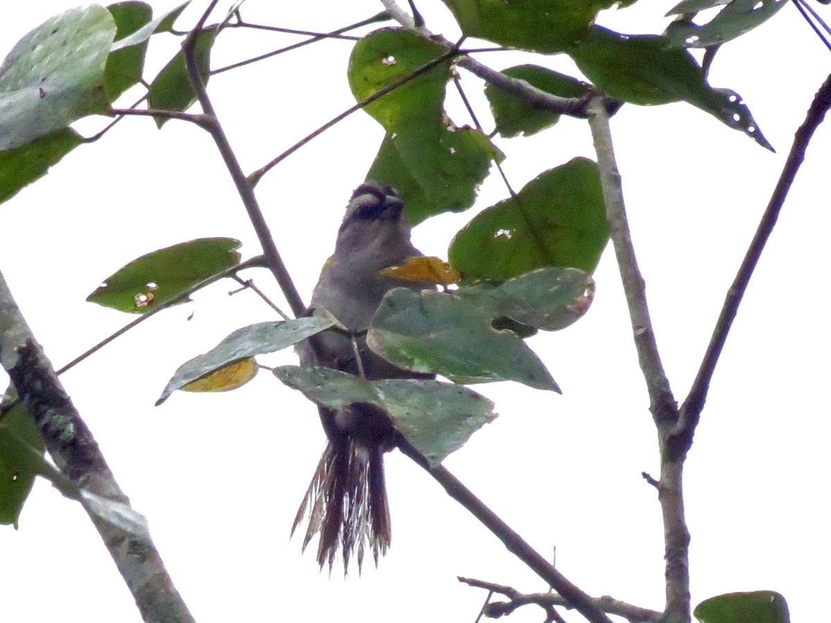 Black-striped Sparrow - ML522058751