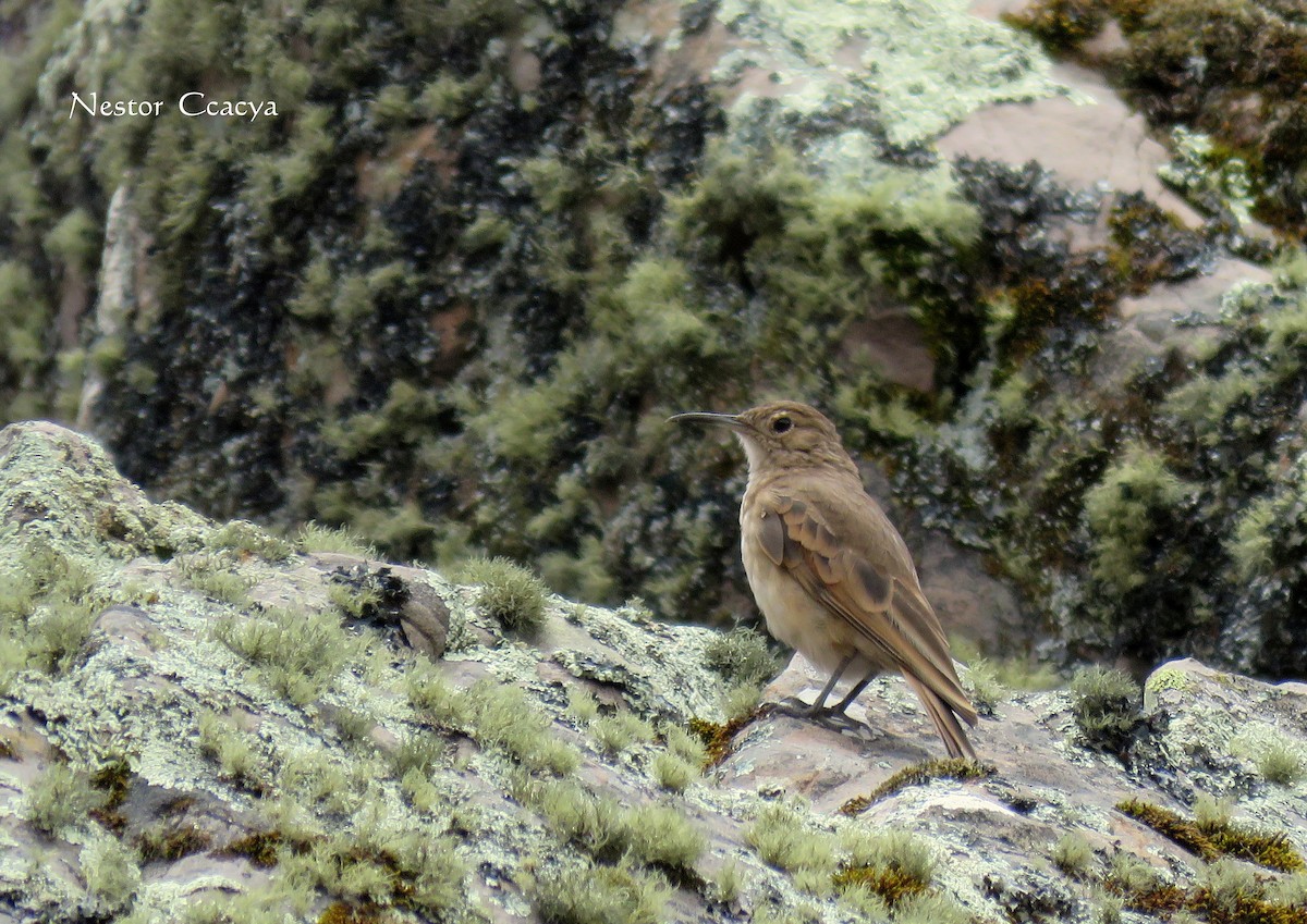 Slender-billed Miner - ML52205881