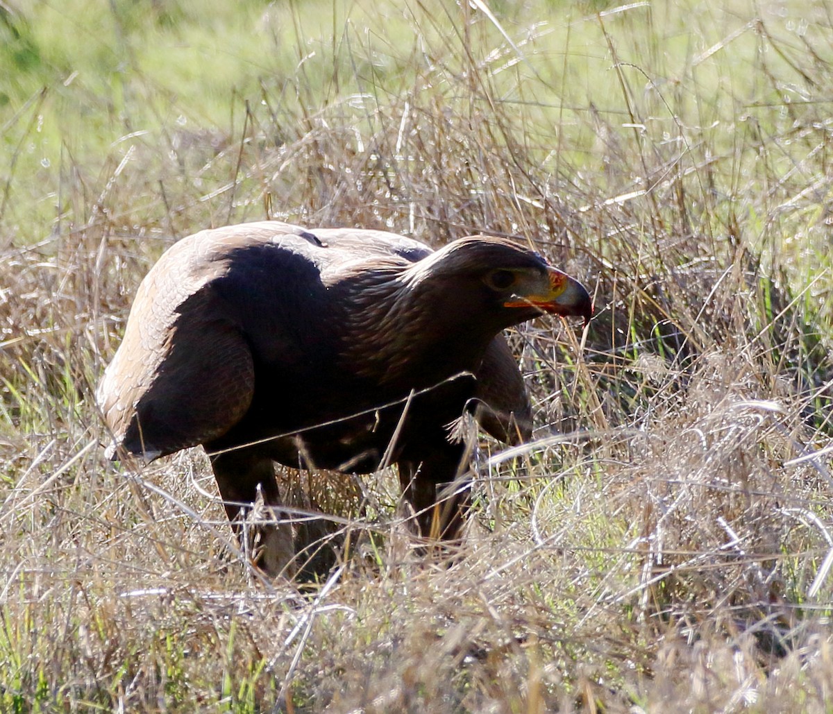 Golden Eagle - ML522058851