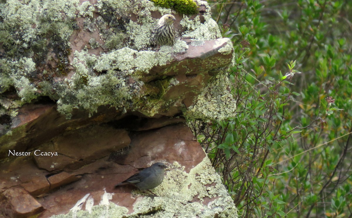Plumbeous Sierra Finch - ML52205911