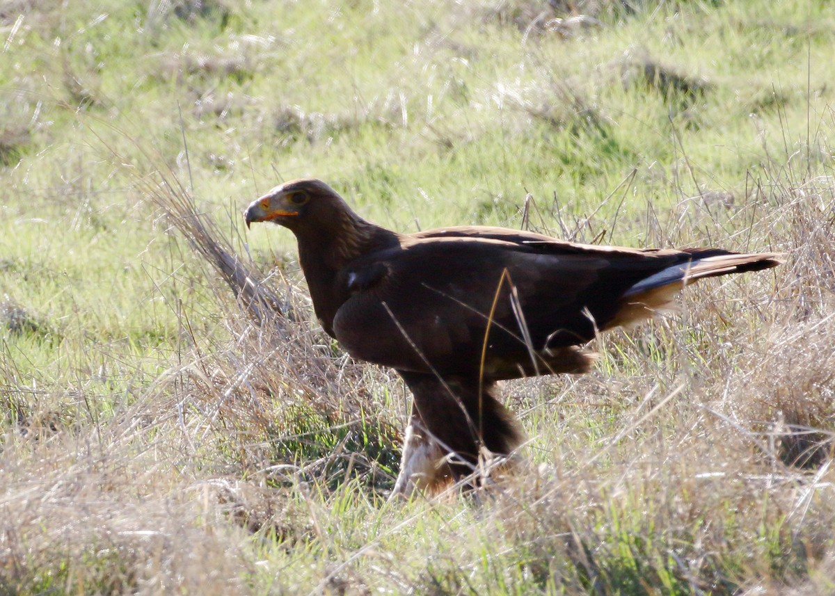 Golden Eagle - ML522059181