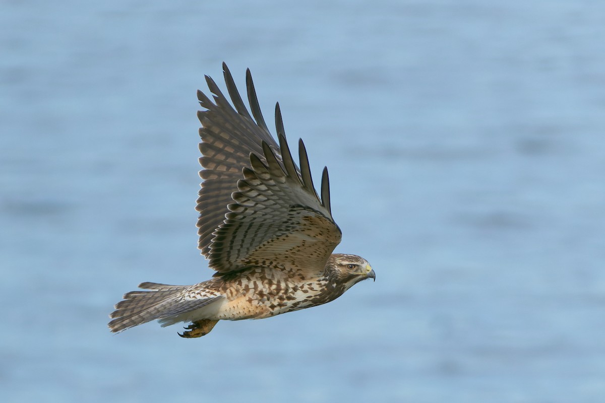 Swainson's Hawk - ML522059481