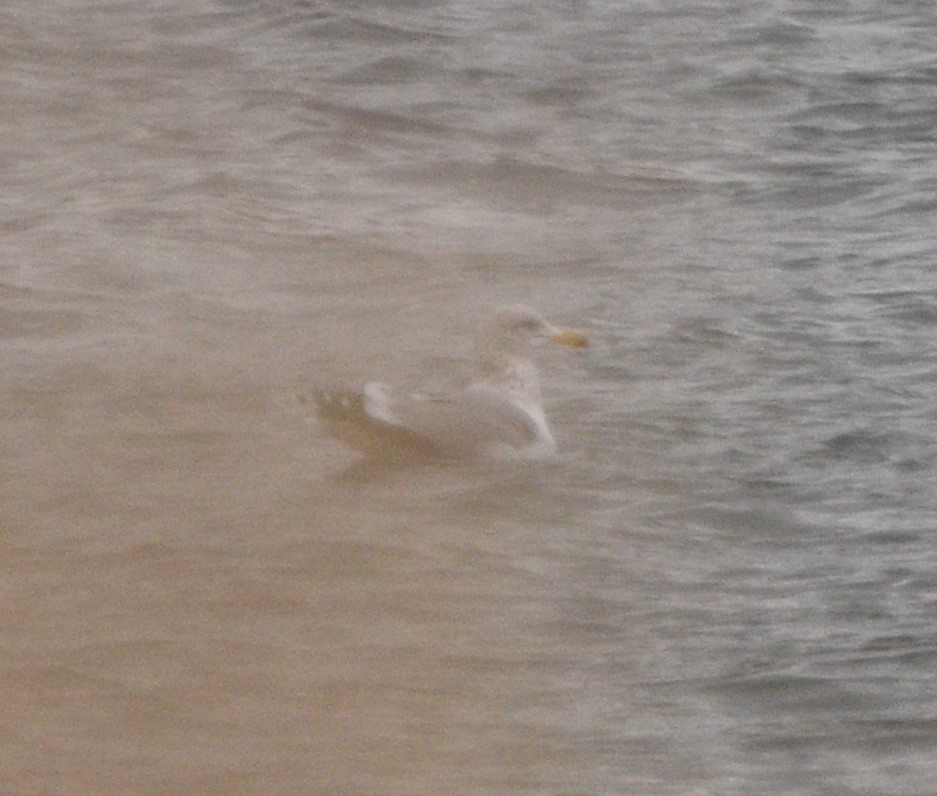 California Gull - ML522060181