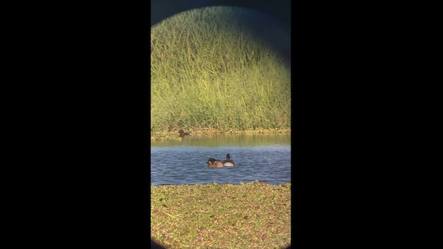 Cackling Goose (Aleutian) - ML522060741