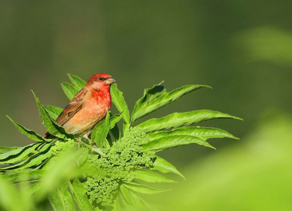 Common Rosefinch - ML522061941