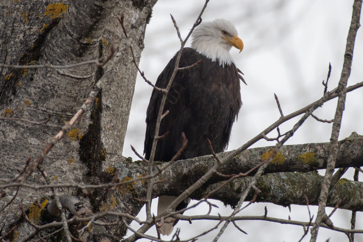 Bald Eagle - ML522062131