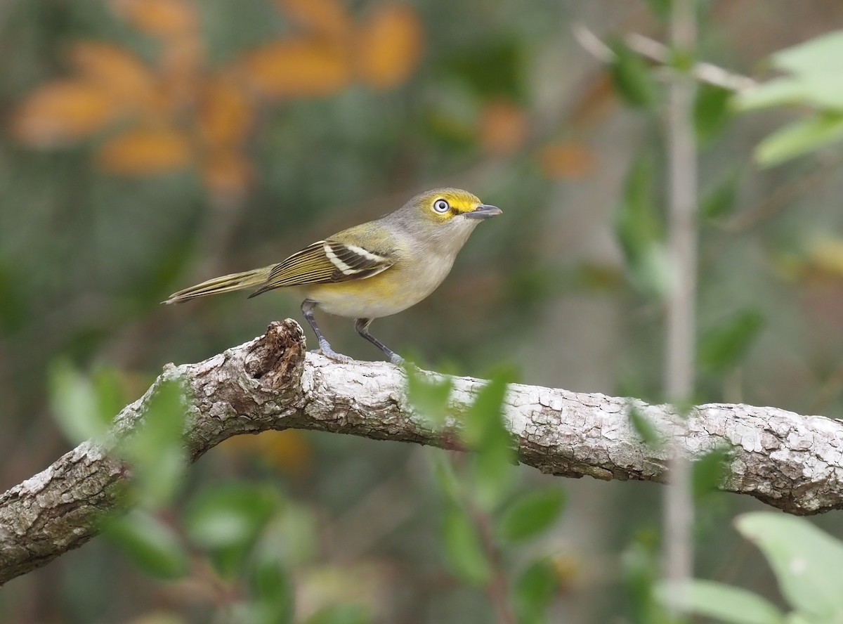 Weißaugenvireo - ML522062241