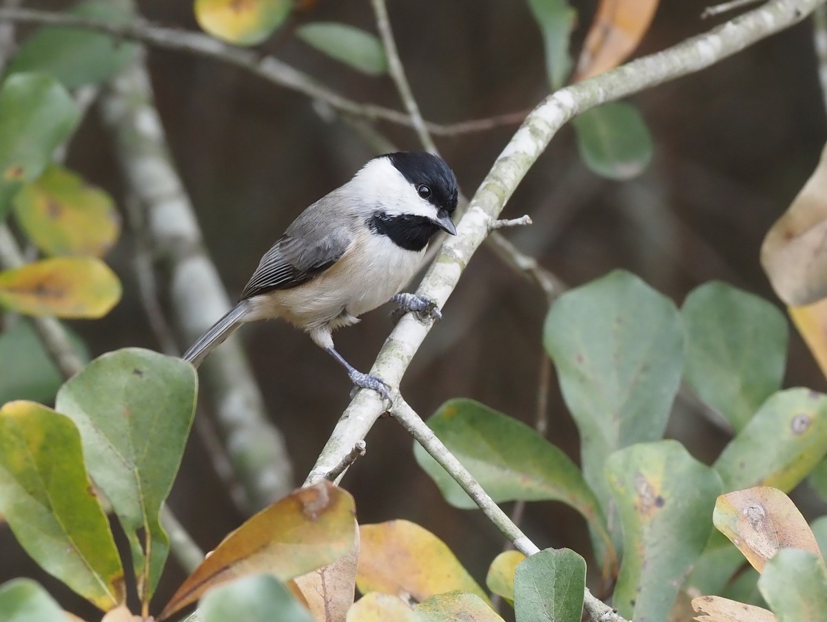 Carolinameise - ML522062371