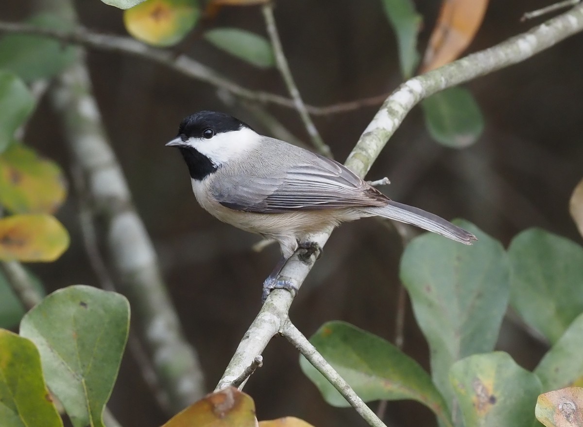Carolinameise - ML522062721