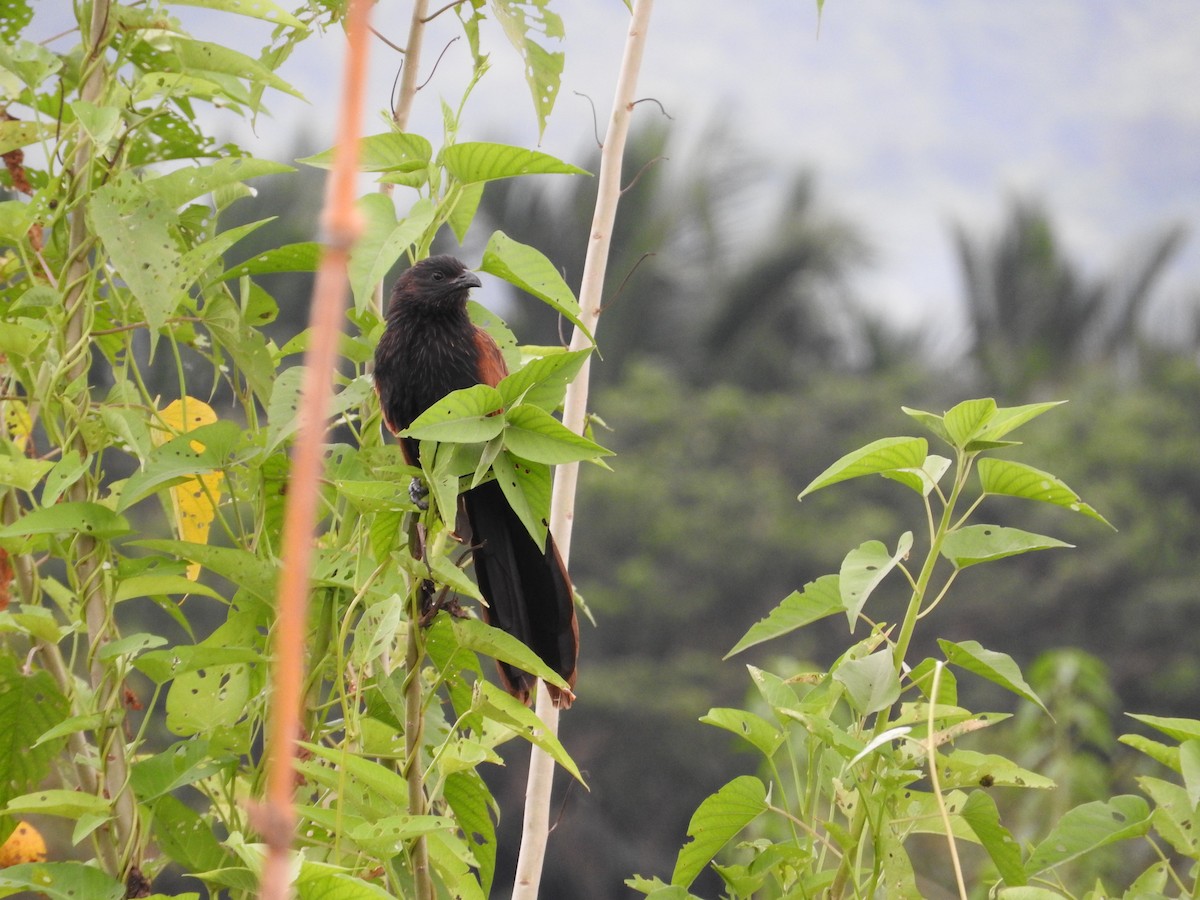 Lesser Coucal - ML52206461