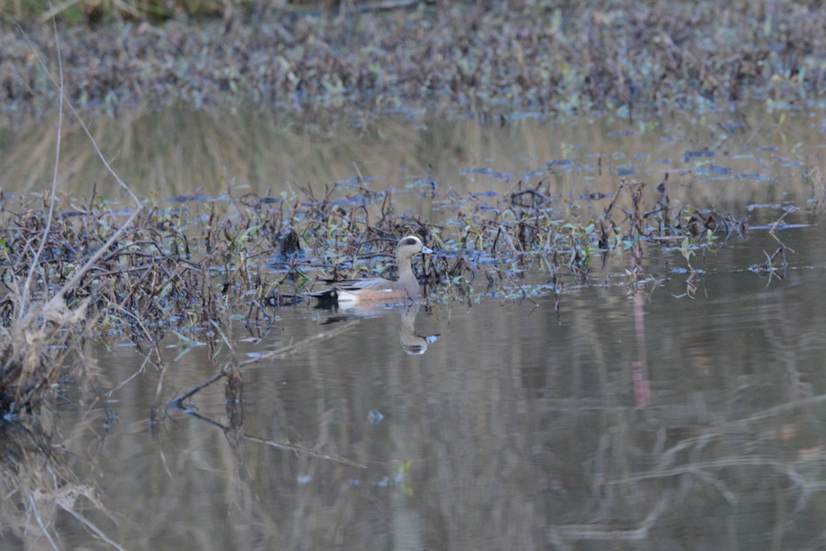 American Wigeon - Mark Kosiewski