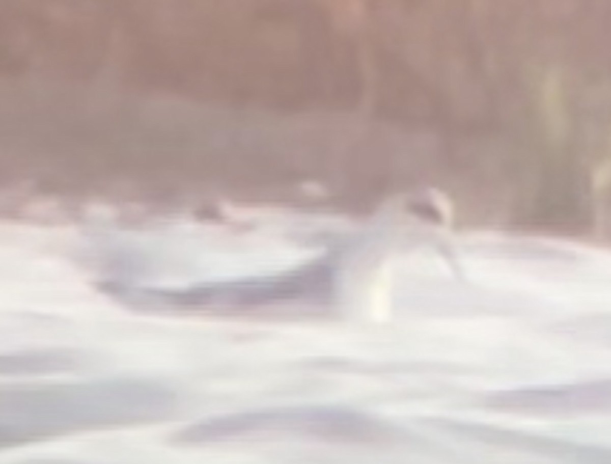 Red-necked Phalarope - ML522067331