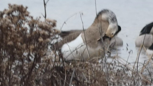 tamgås (domestisert Anser sp.) x kanadagås (hybrid) - ML522068181