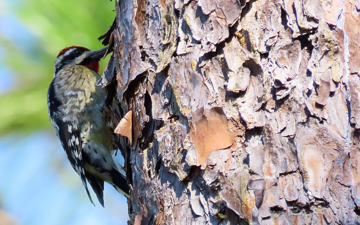 Yellow-bellied Sapsucker - ML522068681