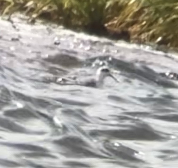 Red-necked Phalarope - ML522068971