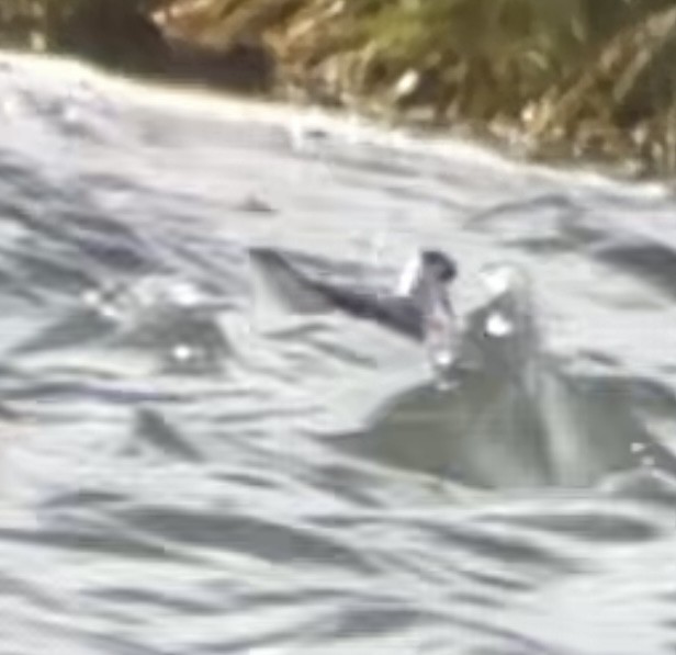 Red-necked Phalarope - ML522068981