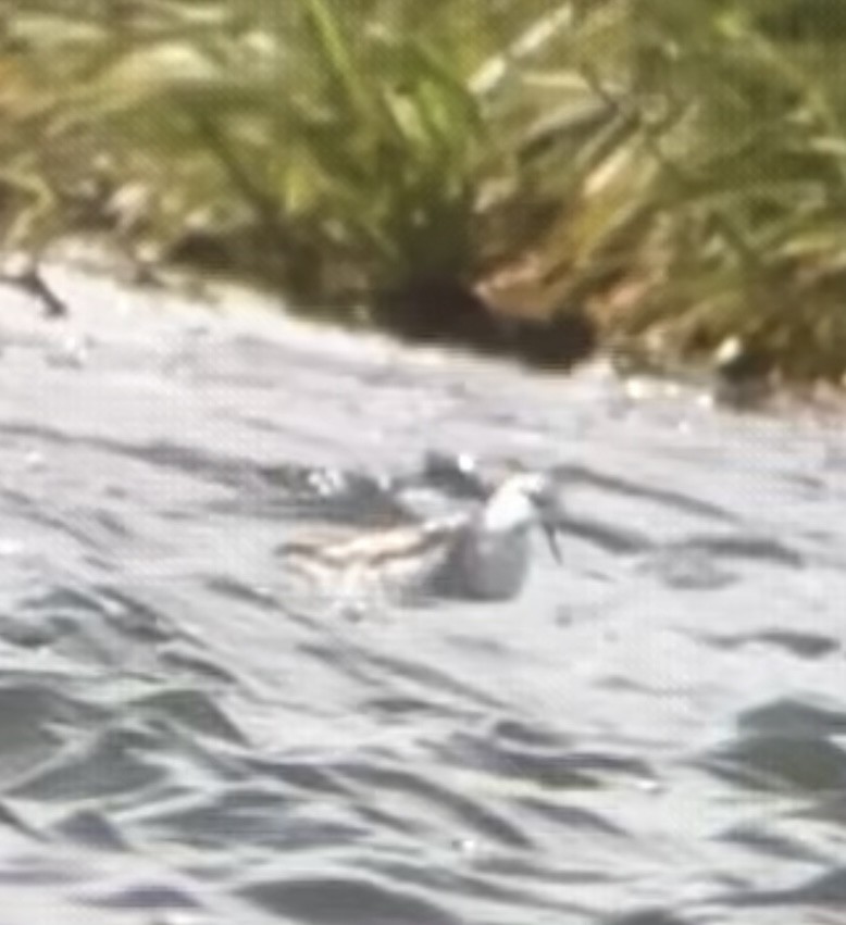 Red-necked Phalarope - ML522068991