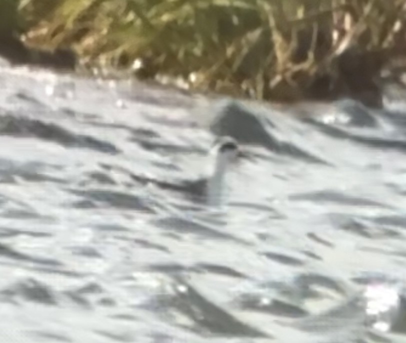 Red-necked Phalarope - ML522069021