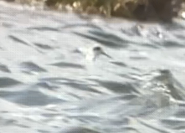 Red-necked Phalarope - John Rawsthorne